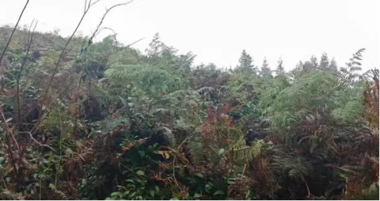 1743044529307781.png image.png