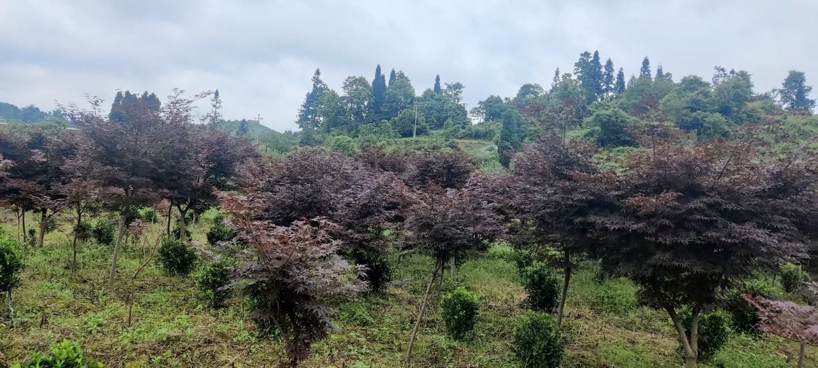 1758790770922512.jpg 圖片關(guān)鍵詞